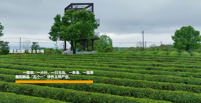 新品种油茶树苗价格表大全图片