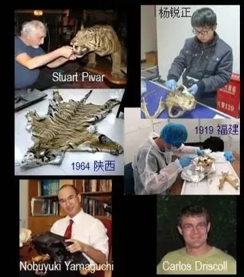 我收集了全世界老虎的基因,为华南虎理清了家谱