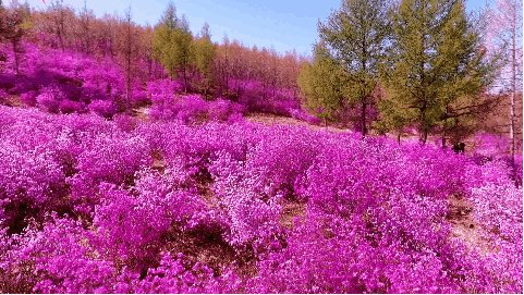 岭上杜鹃次第开爱花的你来不来
