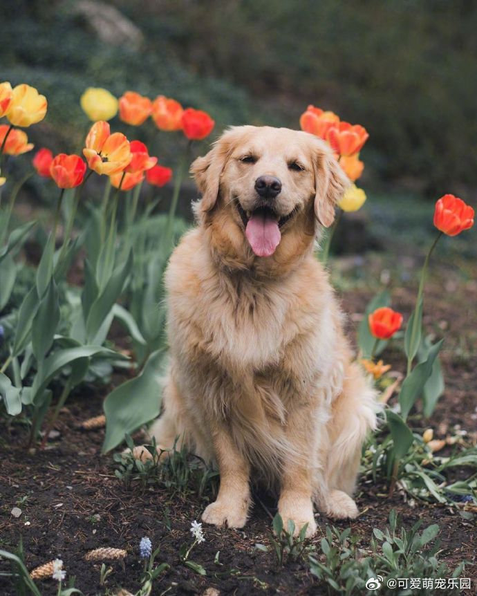 暖心狗狗这笑容简直太治愈了你感觉如何
