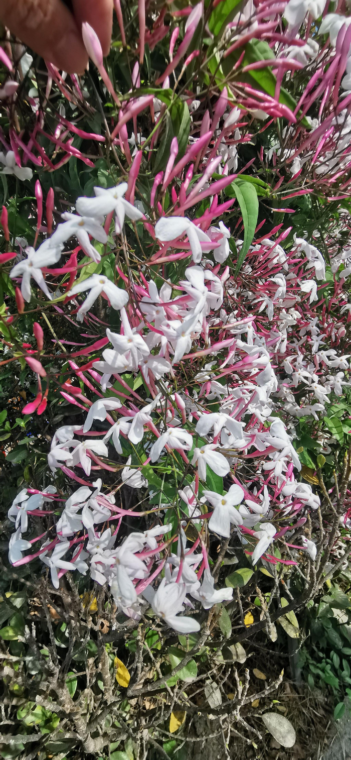 香味扑鼻的鸡爪花(素馨花)