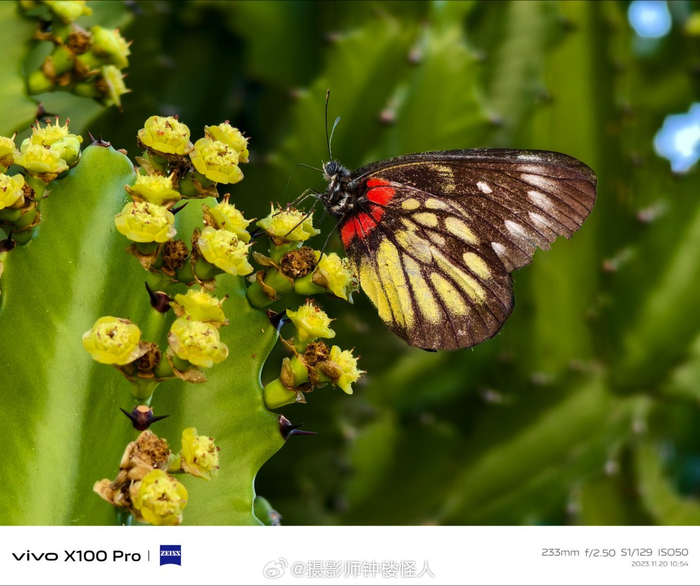 厦门随手拍的一些照片以绿色系为主咯vivox100pro