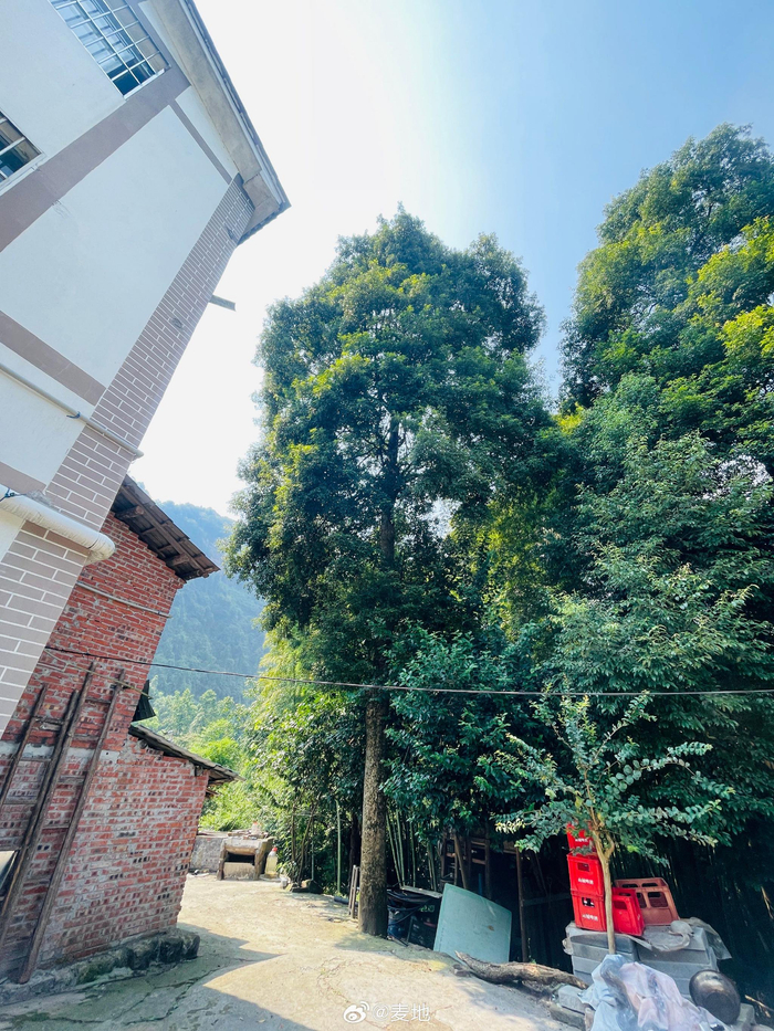 来到綦江古剑山脉深处的 朋友的一处农家乐 丹桂飘香 古木参天