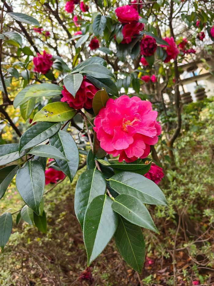 山茶花长什么样图片