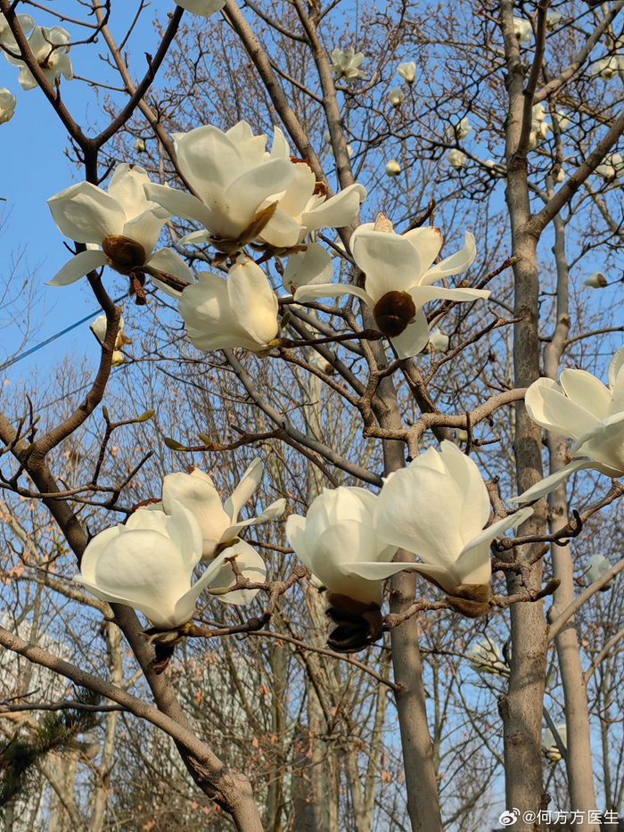 玉兰花,北京春天的名片__财经头条