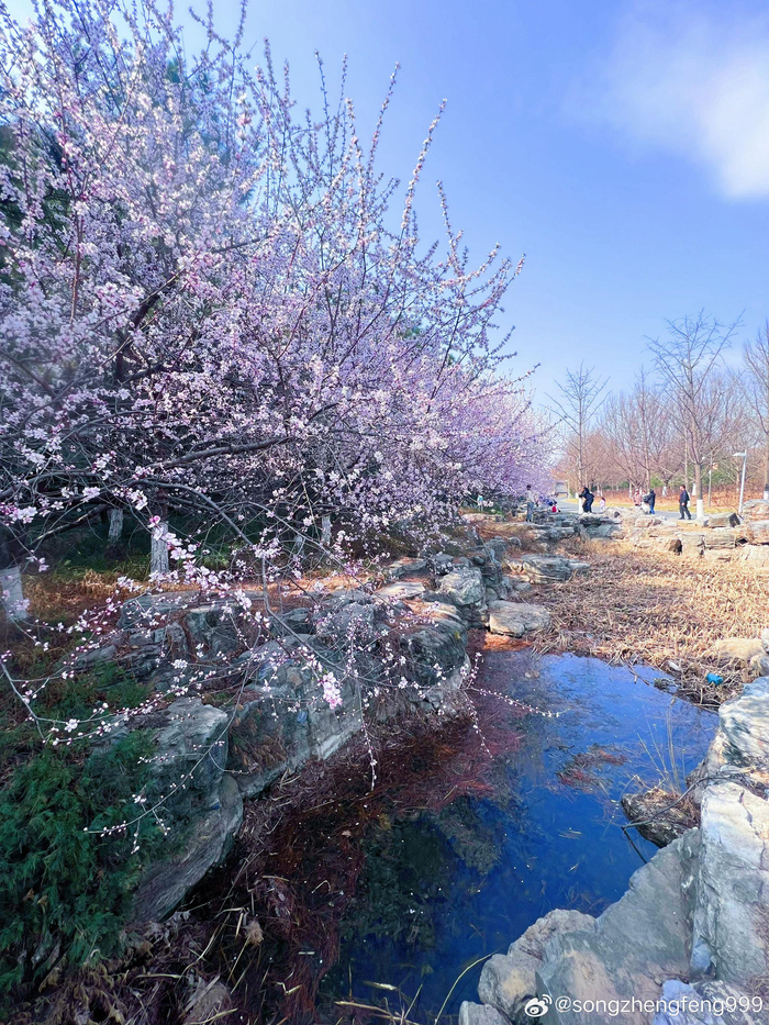 春天里的桃花盛宴北京园博园 摄影