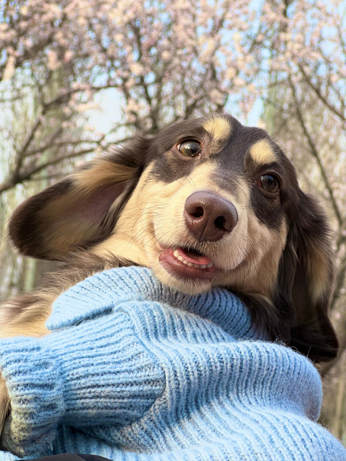 小狗儿转眼就长大 又一年 陪你过春天