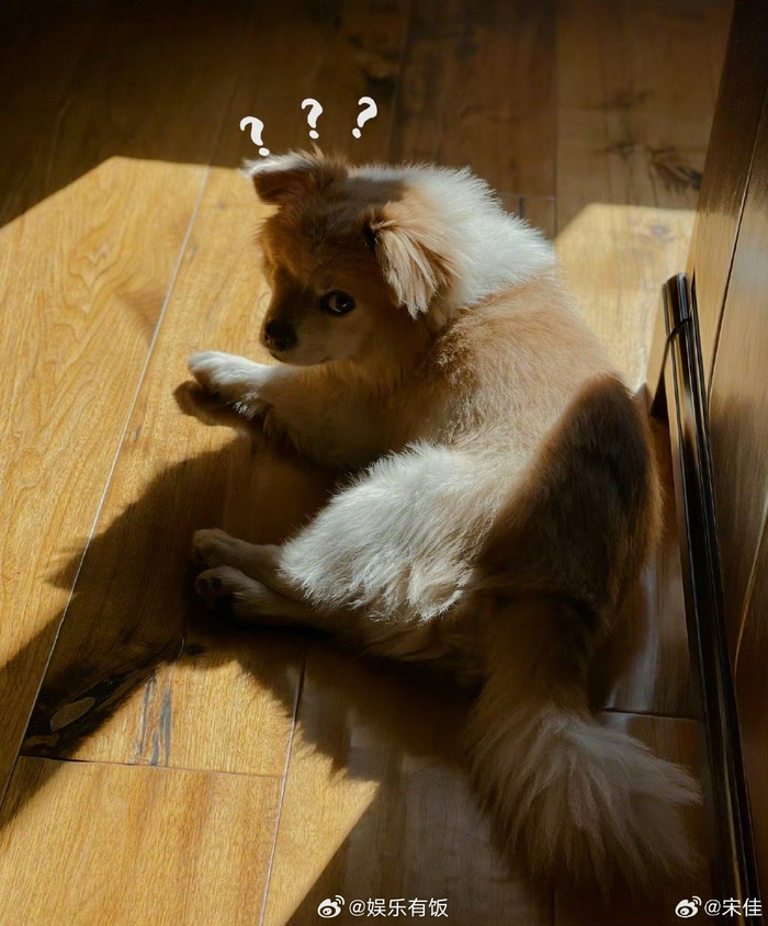 晒wink小狗也太可爱了吧又被治愈到了小饭的心都被萌化了