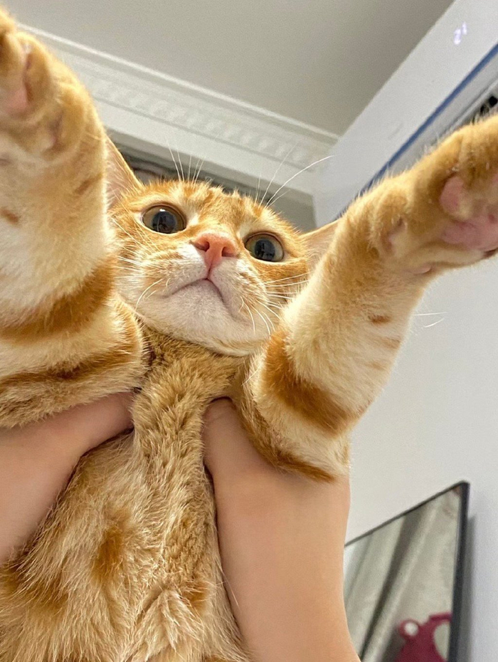 好运大橘猫向你扑来,请不要无视,运势上升