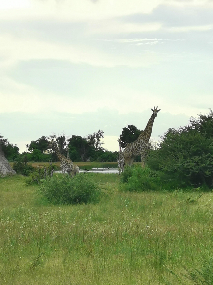 博茨瓦纳比欧美发达国家还安全特殊到不像非洲国家值得一去