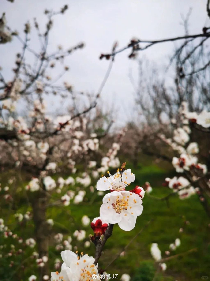 成都的杏花,就是公园里面|杏花|公园|开啦_新浪新闻