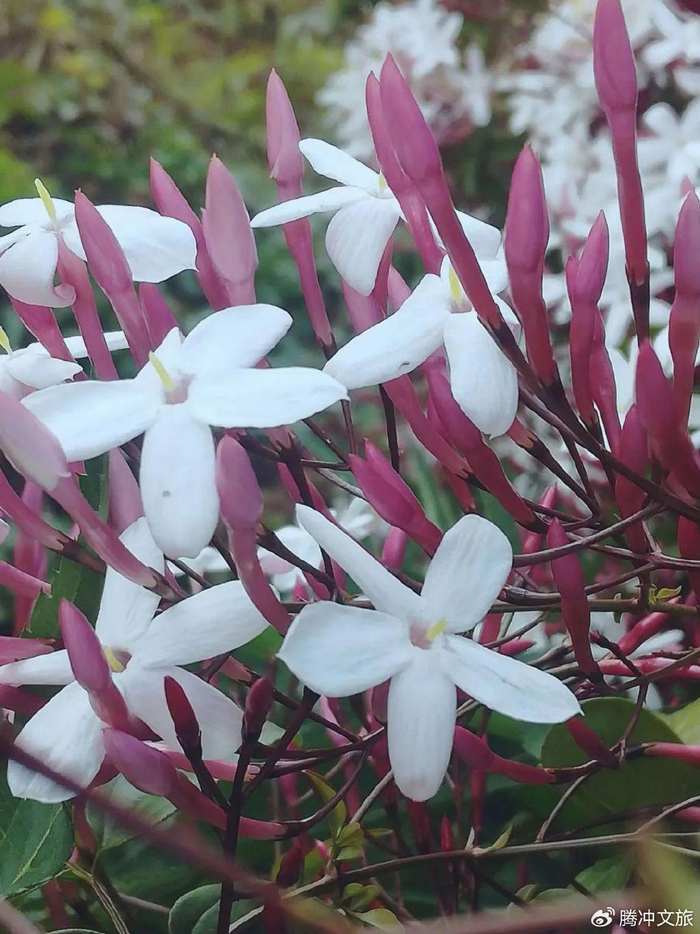 腾冲文旅爱分享丨弄花素馨香满怀|素馨花|花香|花儿_新浪新闻