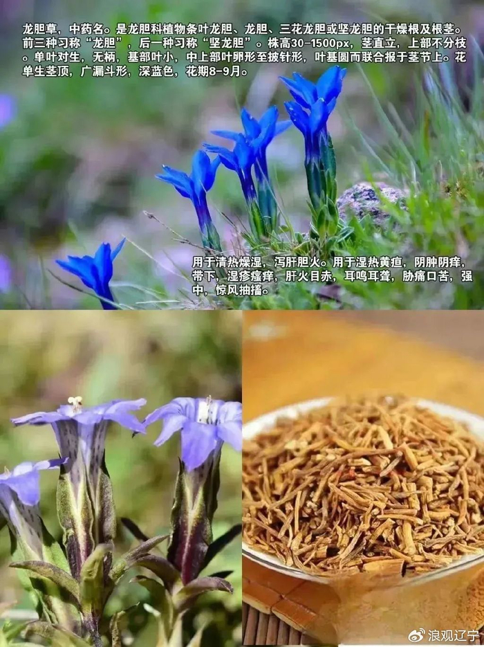 每到春夏季节,这里到处是开满龙胆草紫蓝色花朵的田野……依靠这些