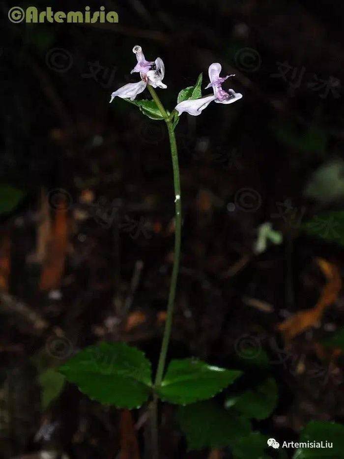 【赏花】东非原生兰花特辑——地生兰篇