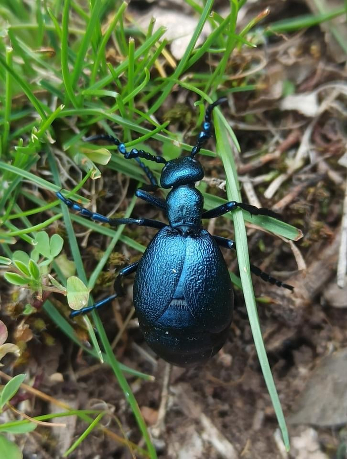 紫短翅芫菁meloeviolaceusakfadouhiking