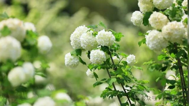 暮春时节的“白月光” 闽侯木绣球浪漫绽放
