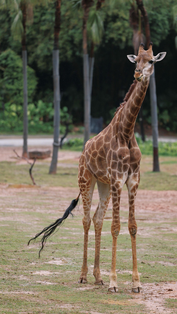 对长颈鹿的偏爱