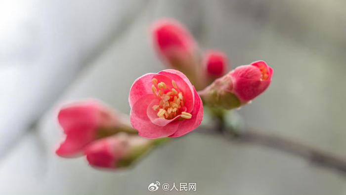 鸿运当头重庆的海棠花开了