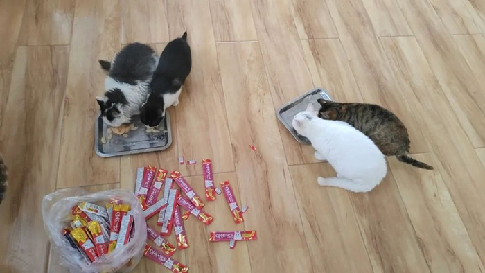 已经到了无能为力的边缘,希望有朋友可以领养小奶猫们