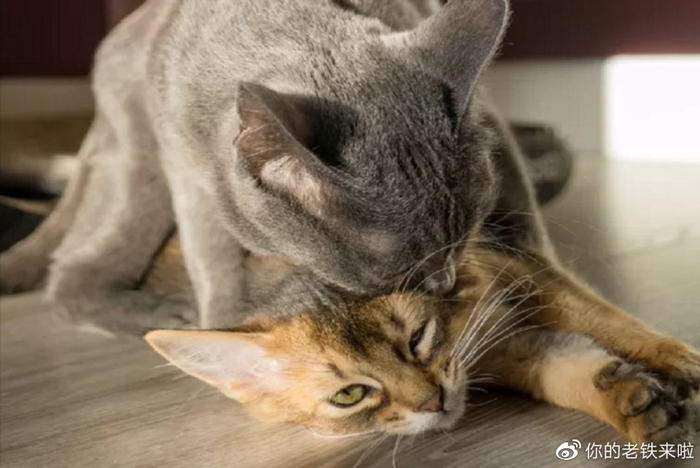 涨姿势:奇特的猫科动物,为什么雄兽生殖器官上长着倒刺?|特征|交配|雄性|身体|生命_新浪新闻
