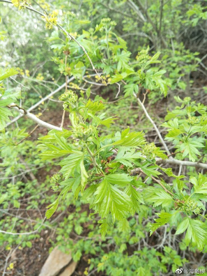 翠绿、墨绿、浅绿、深绿、黄绿、碧绿、草绿、嫩绿……喜欢绿色