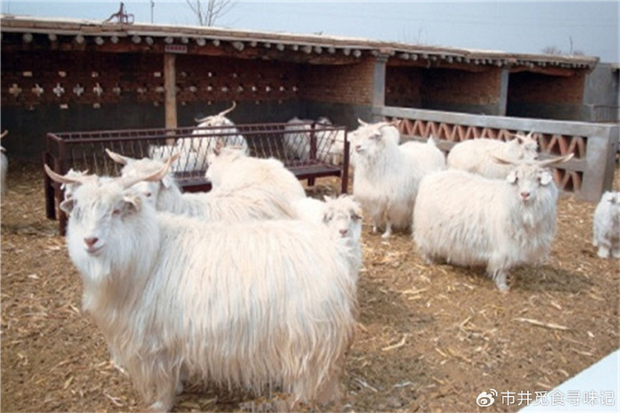 第三档:青海乌兰茶卡羊肉,陕西横山羊肉,山东单县羊肉,海南万宁东山羊