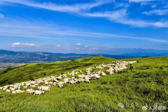 以羊为媒·心往神池|"天牧杯"摄影赛全国征稿