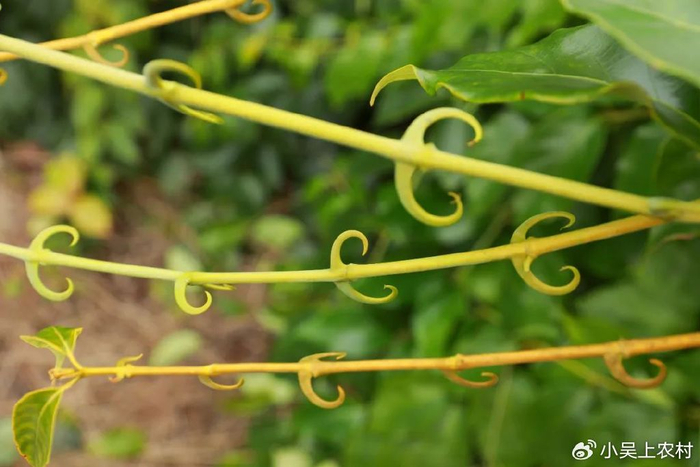 钩藤,长钩子的植物,别名钩丁,鹰爪风,又称平肝草,是消暑凉茶