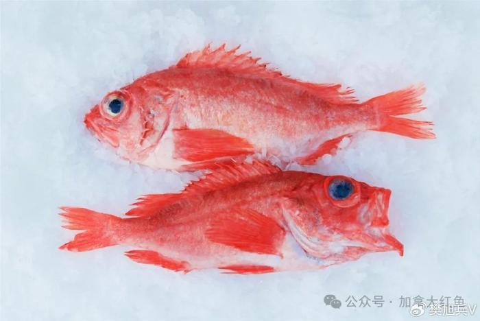 相比价格:价格亲民的进口野生加拿大红鱼(深海红鱼和阿卡迪亚红鱼),在