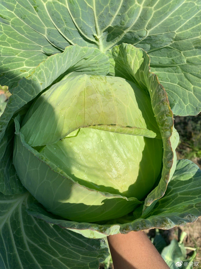 这个天气菜地逛逛好舒服啊今天拔的七彩胡萝卜又大又漂亮