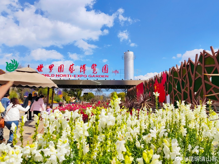 昆明世博园虞美人盛开