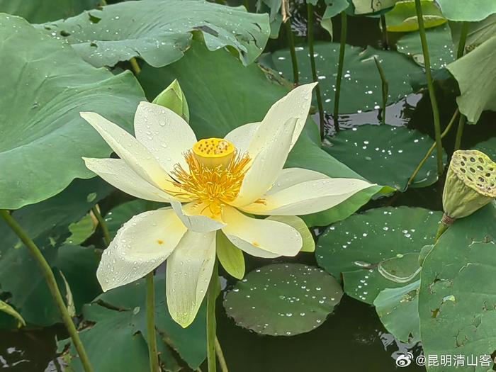 昆明木羊缘白色荷花盛开