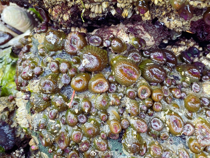 盐泉岛上密密麻麻的海葵