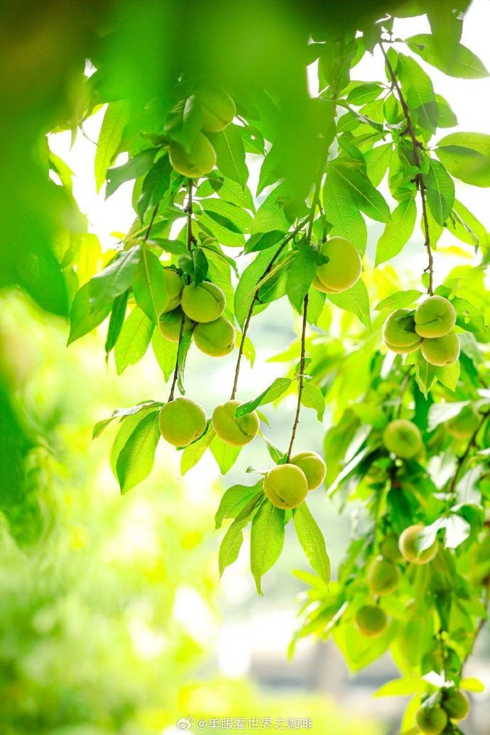 南京愚园·盛夏的果实