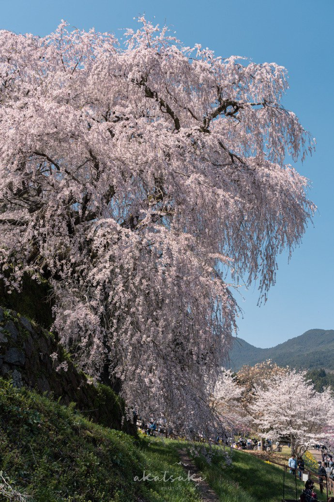 镜头下的春和景明