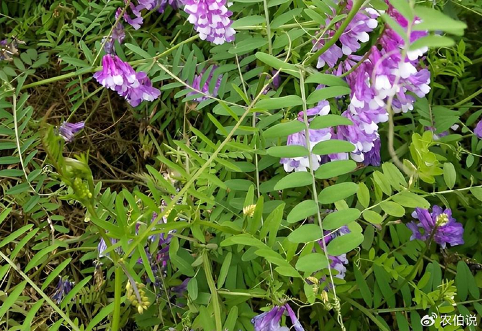 野豌豆在我老家被称为"响响草"是我们小时候的玩伴也是我们的味蕾记忆