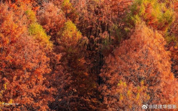 安徽宣城寧國方塘鄉的落羽杉溼地公園……__財經頭條