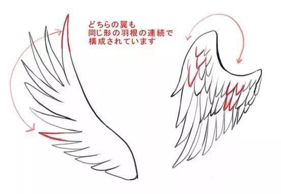 鸟的翅膀怎么画?翅膀绘画详细教程,画翅膀必看!