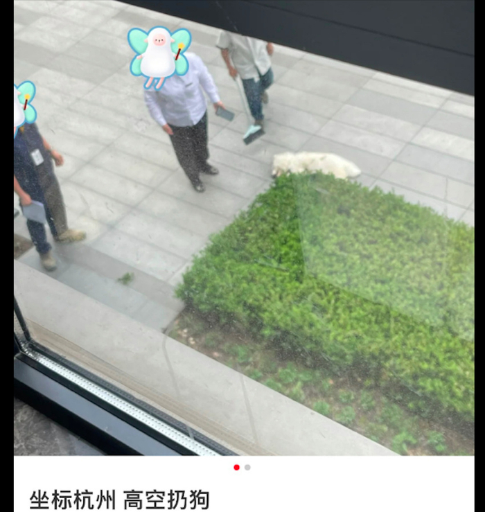 情侣俩吵架，男生生气竟将萨摩耶从8楼扔下，狗摔死眼睛都没闭上
