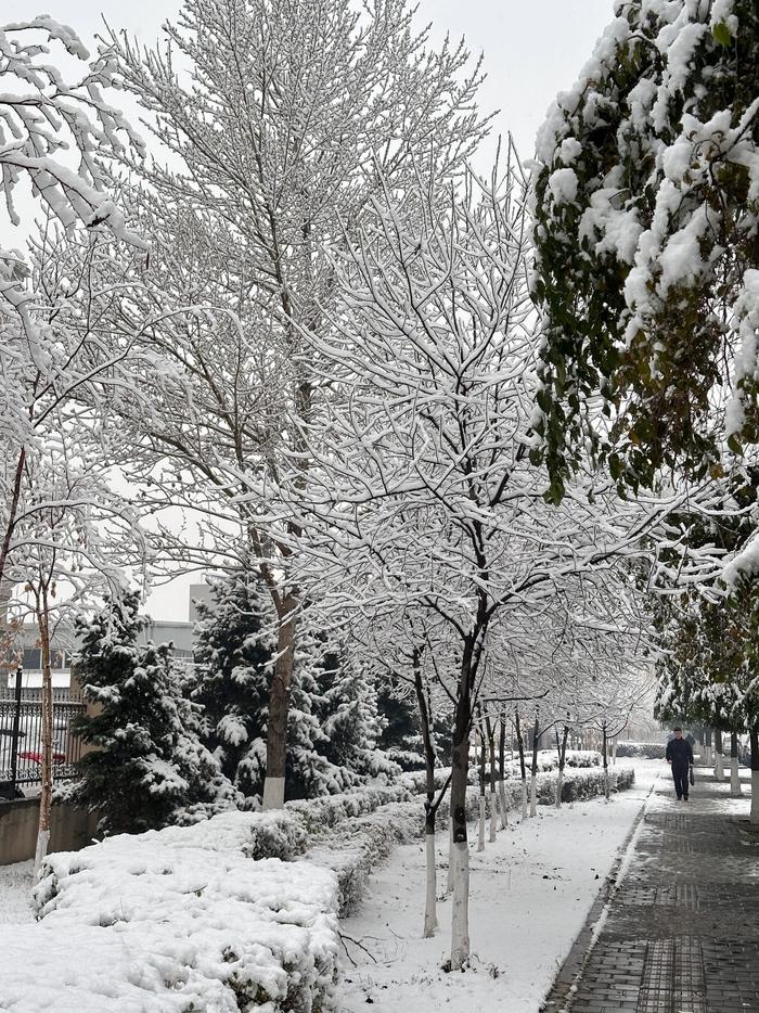 真实雪景图片大全下雪图片