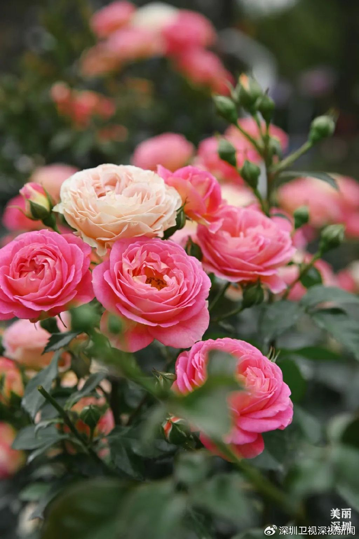 2024深圳月季赏浪漫开启一起去看春天