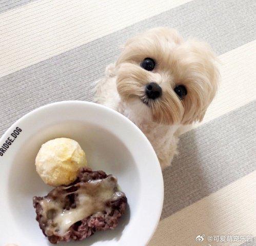 敲可愛的馬爾濟斯犬等飯吃主人咱們可以開飯啦