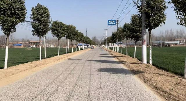 樱花树苗基地批发
