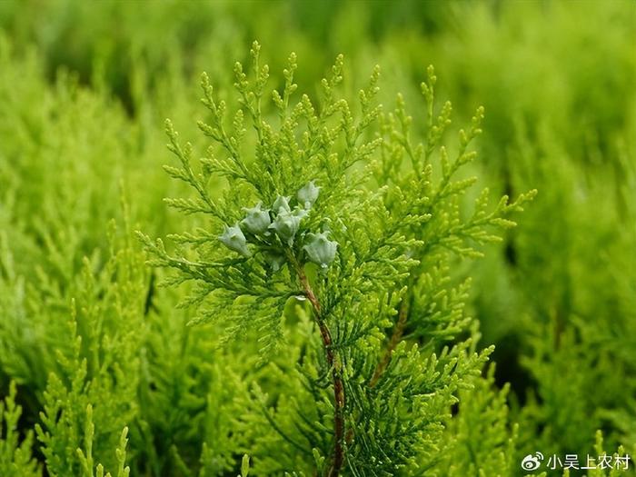 侧柏叶长什么样图片