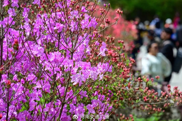 这里的杜鹃花海惊艳绽放,颜值爆表!