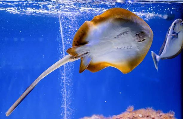 3. 电鳐对人类有什么影响?