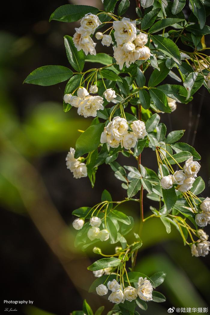 野木香花图片图片