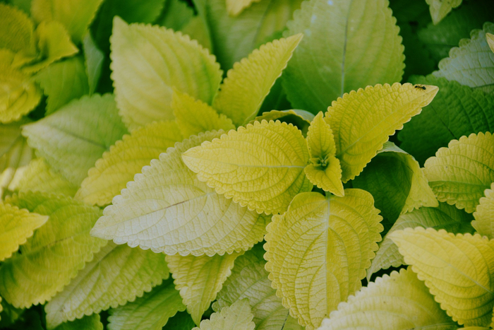 赏叶植物锦苏草