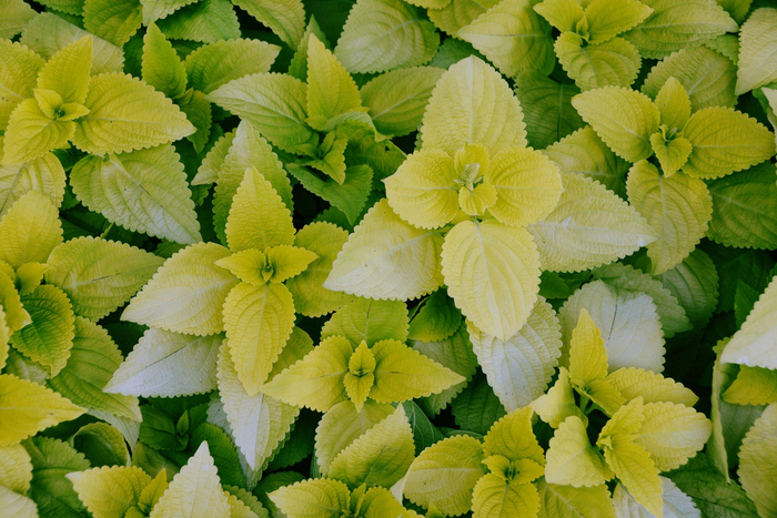 赏叶植物锦苏草