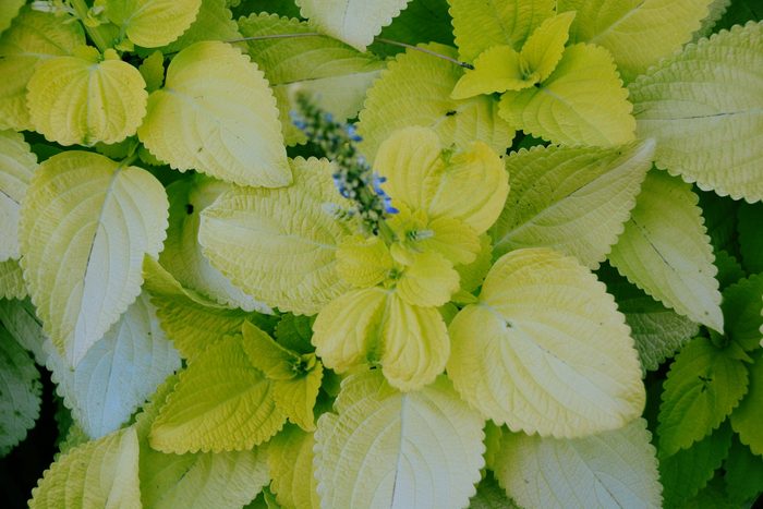 赏叶植物锦苏草